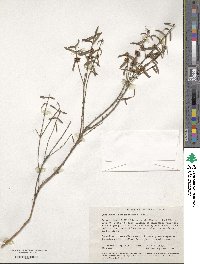 Image of Hypocalymma xanthopetalum