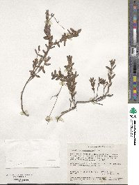 Hypocalymma xanthopetalum image