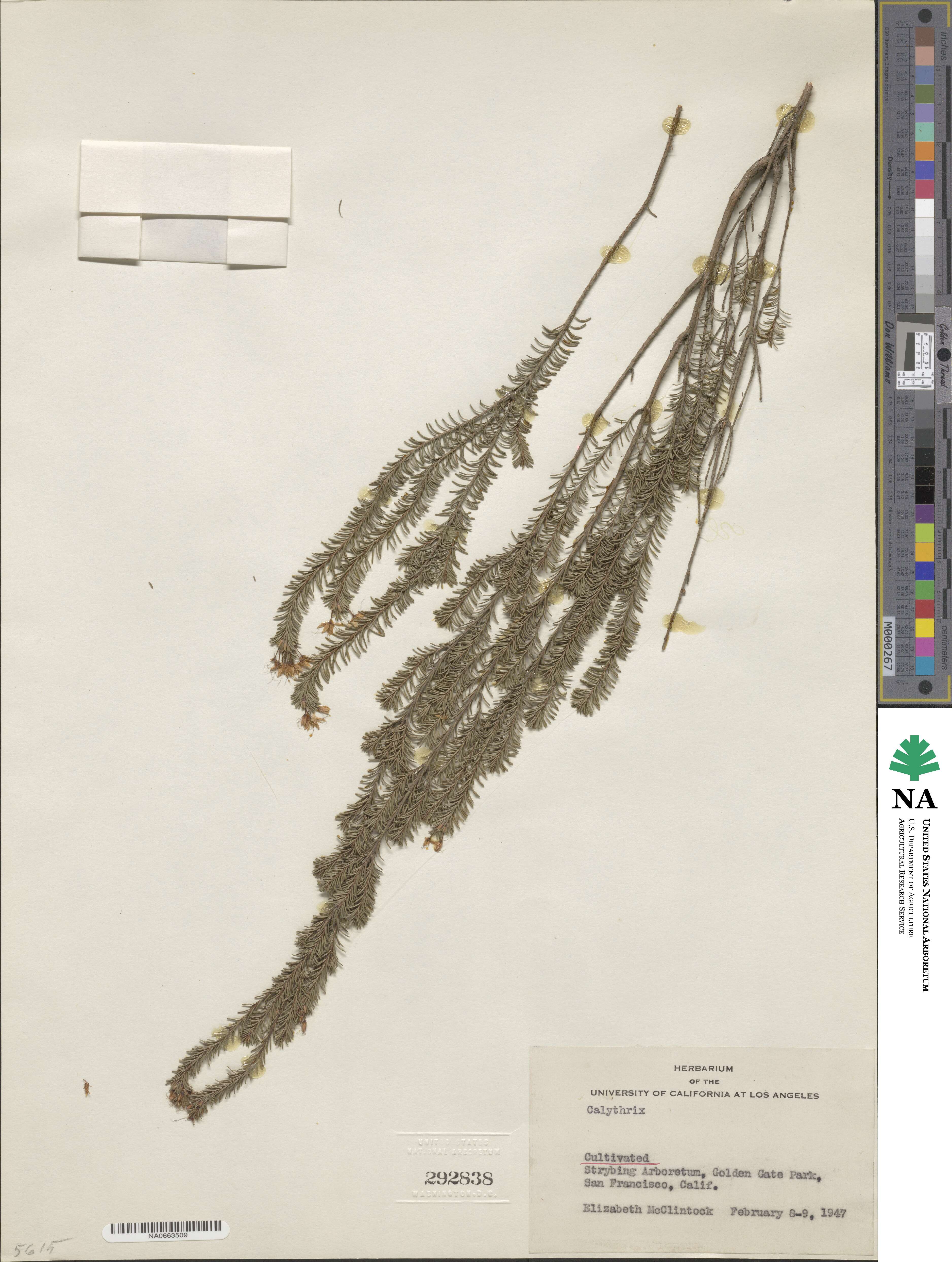 Calytrix image