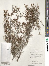 Image of Micromyrtus ciliata