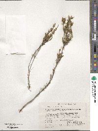 Image of Micromyrtus obovata