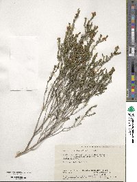 Image of Micromyrtus elobata