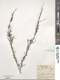 Image of Micromyrtus sessilis