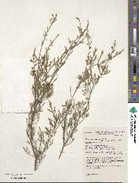 Micromyrtus sessilis image