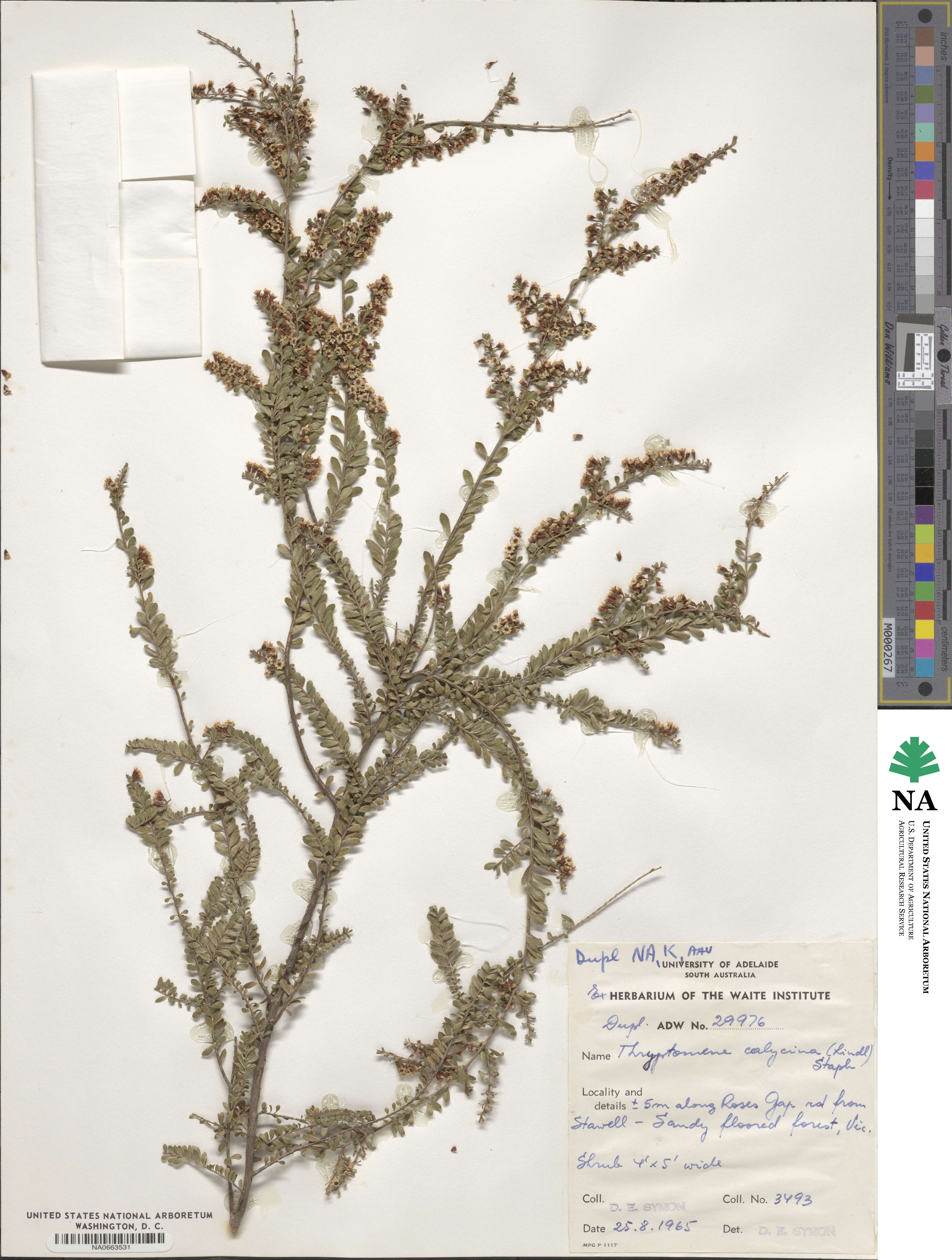 Thryptomene calycina image