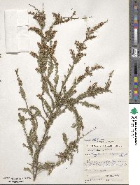 Image of Thryptomene calycina