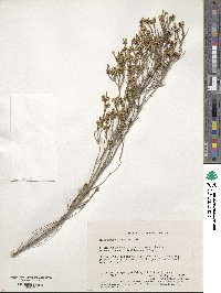 Image of Thryptomene kochii