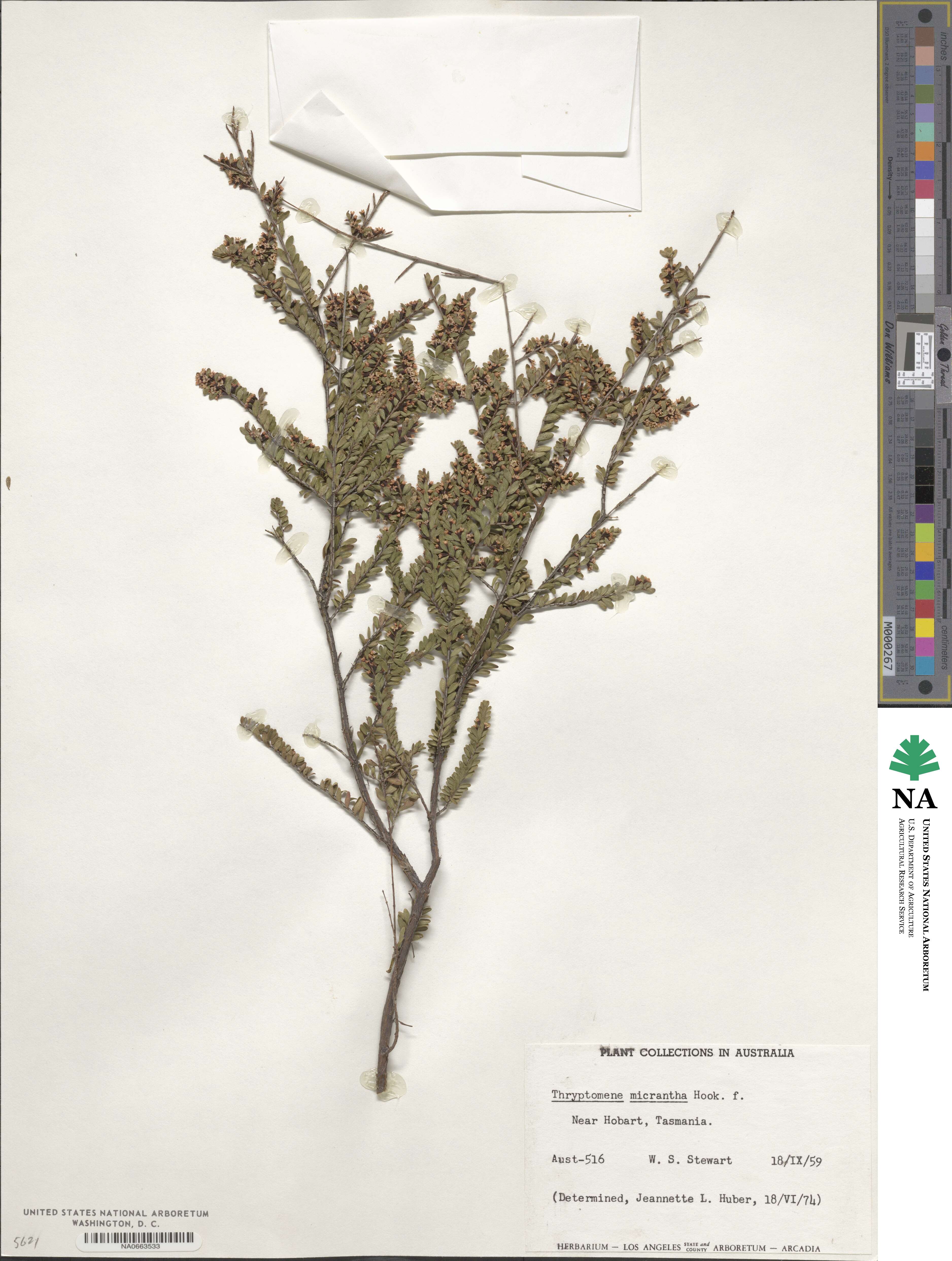 Thryptomene micrantha image