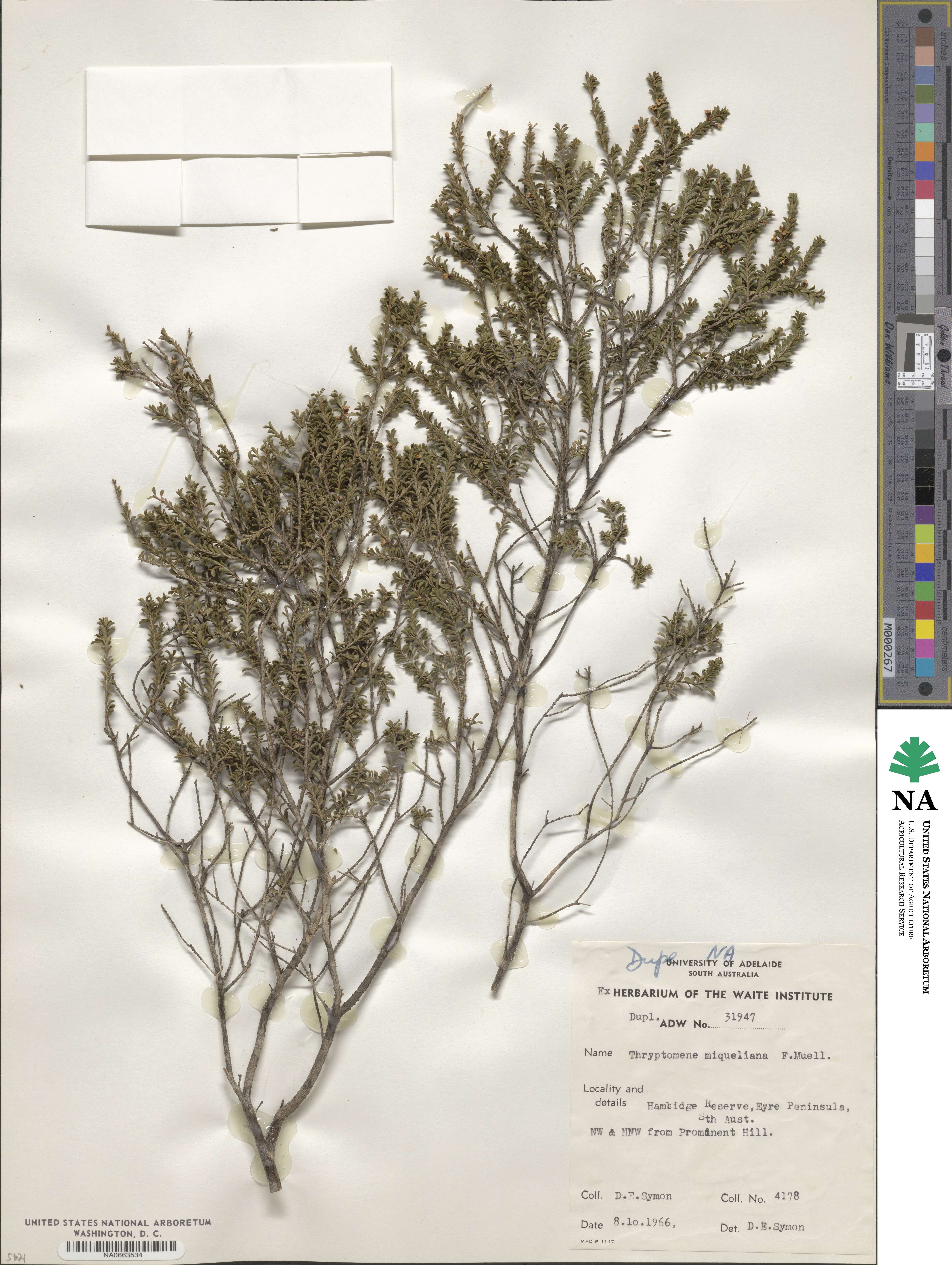 Thryptomene saxicola image