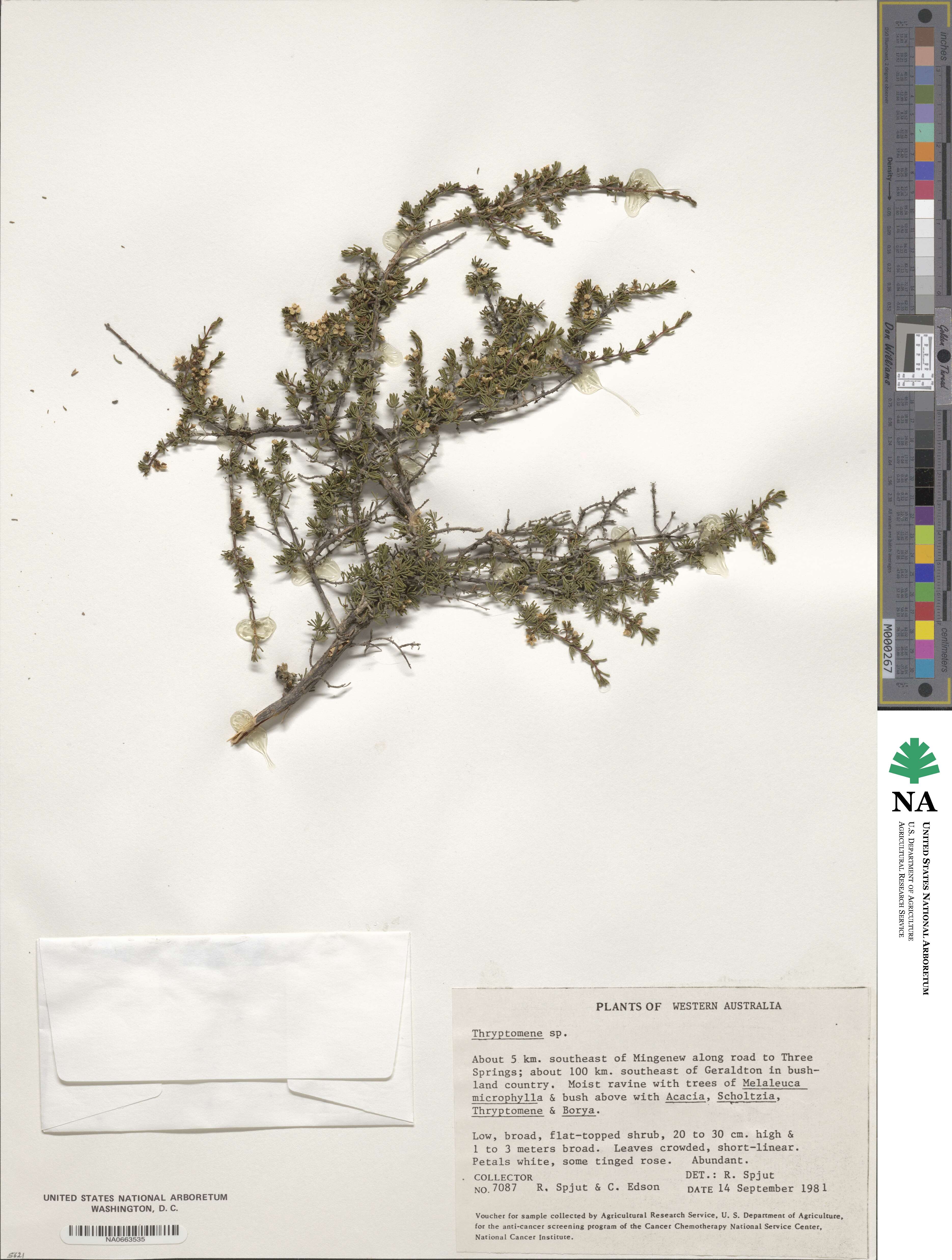 Thryptomene image