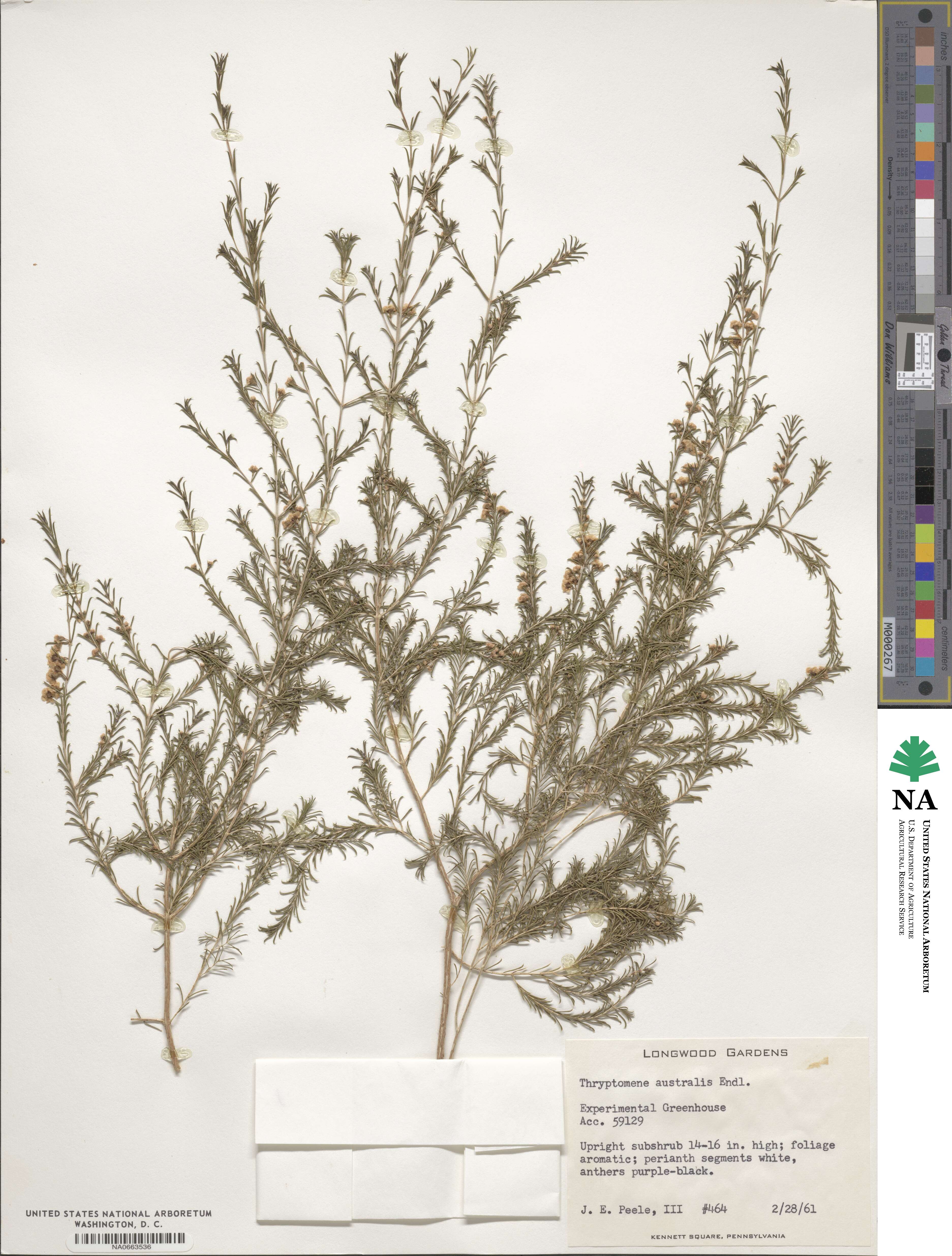 Thryptomene australis image