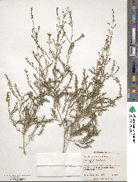 Image of Thryptomene australis