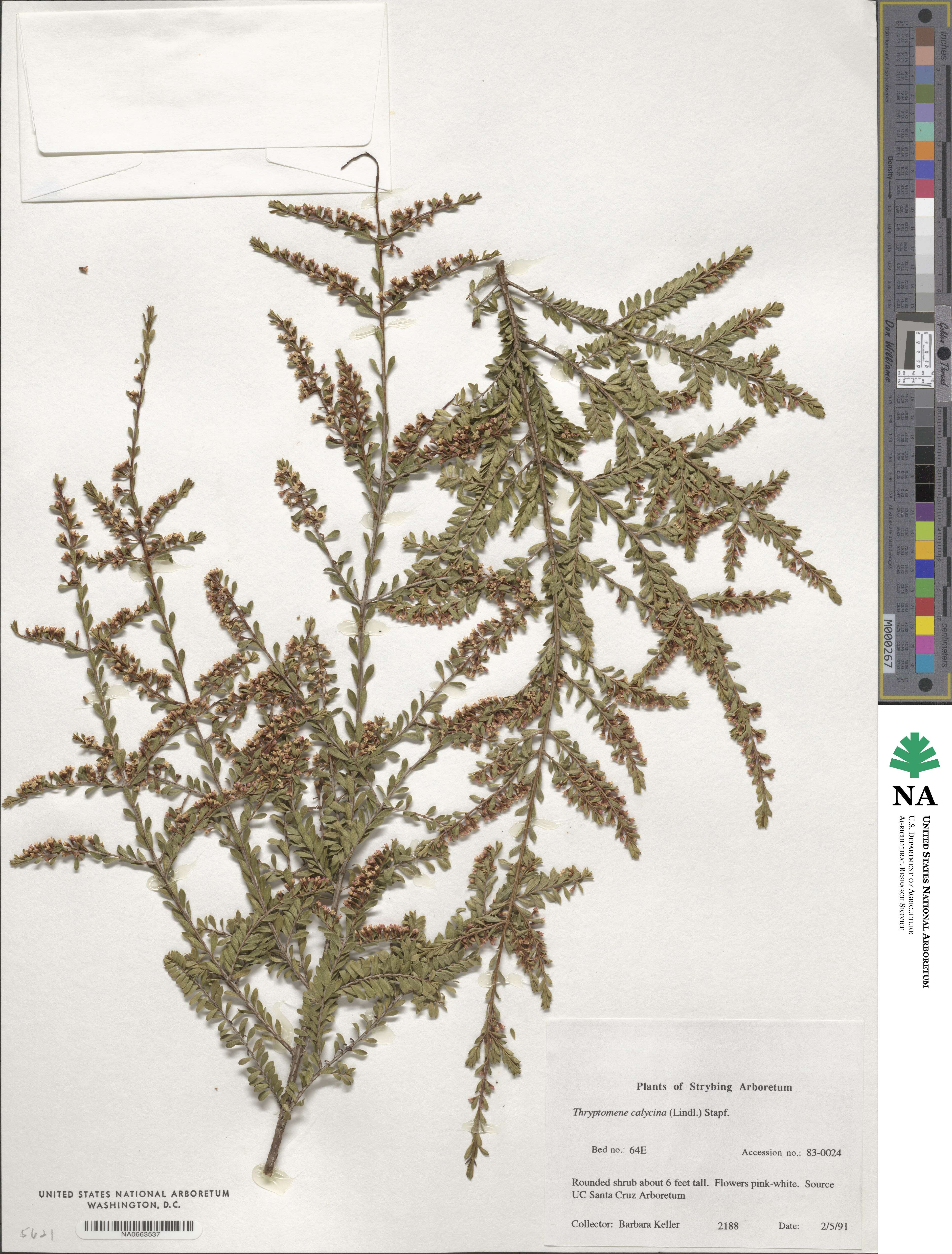 Thryptomene image