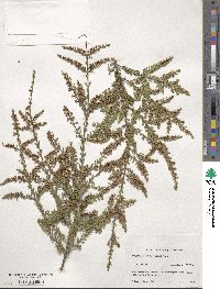 Thryptomene calycina image