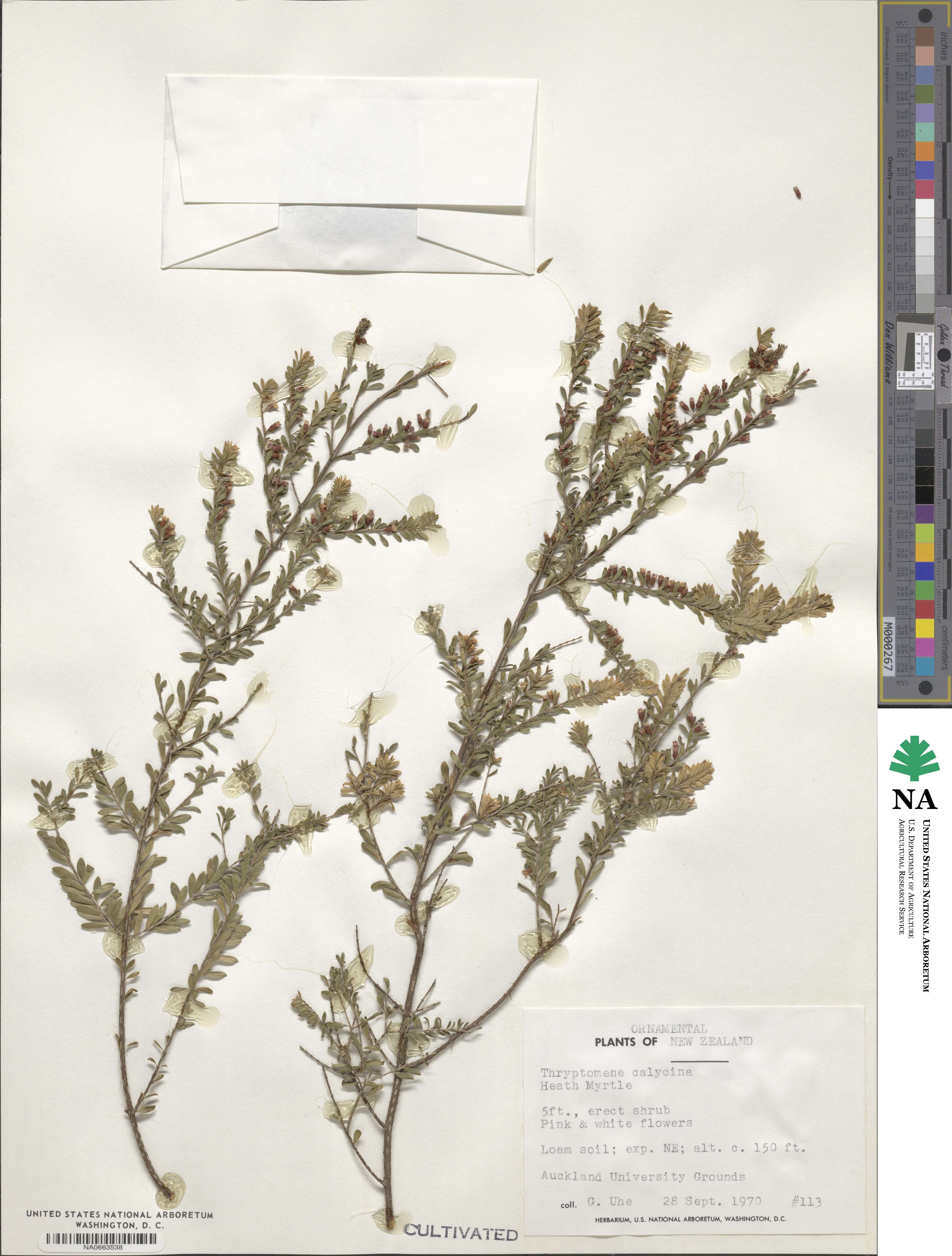 Thryptomene image