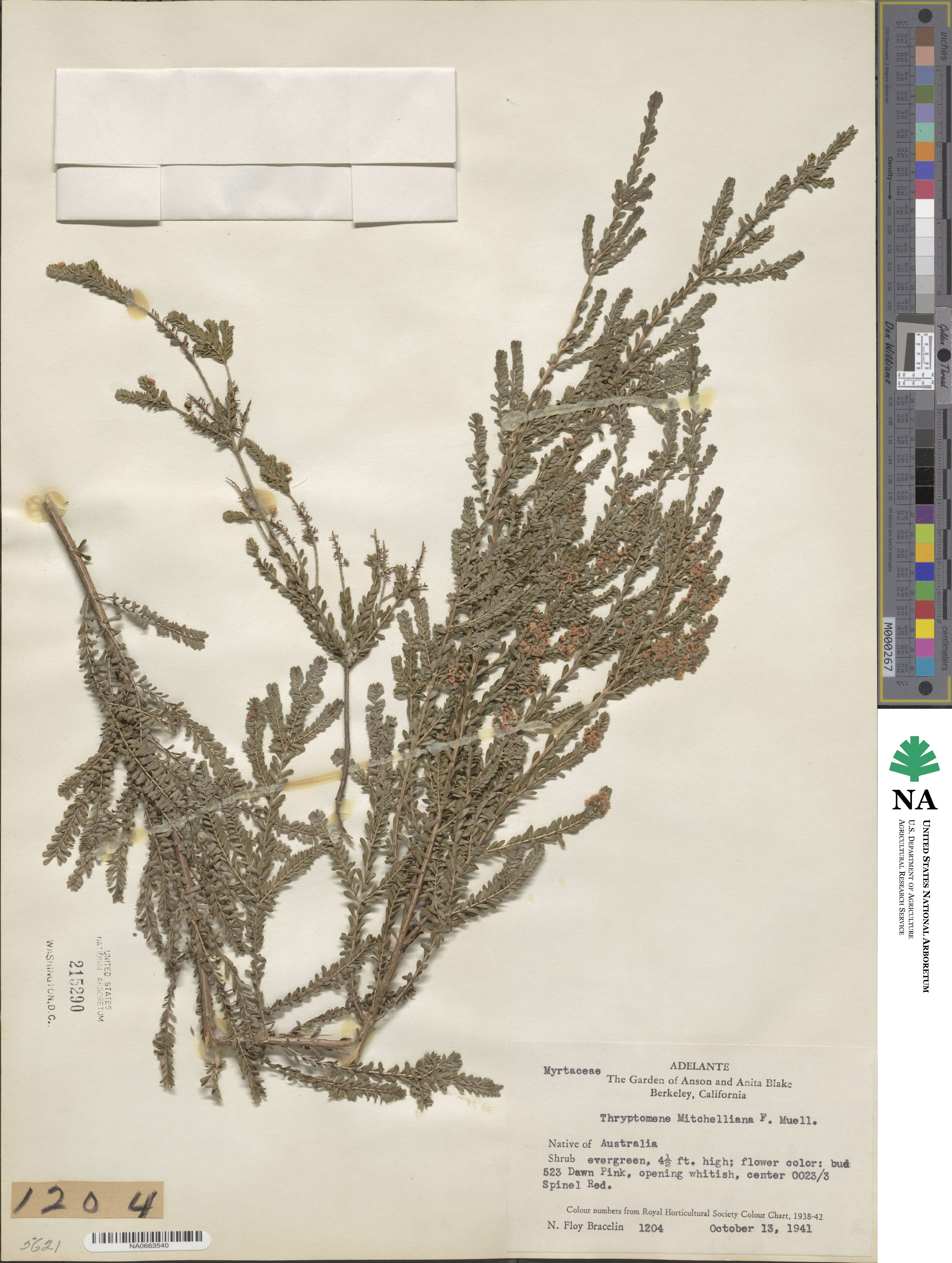 Thryptomene calycina image