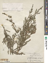 Thryptomene calycina image