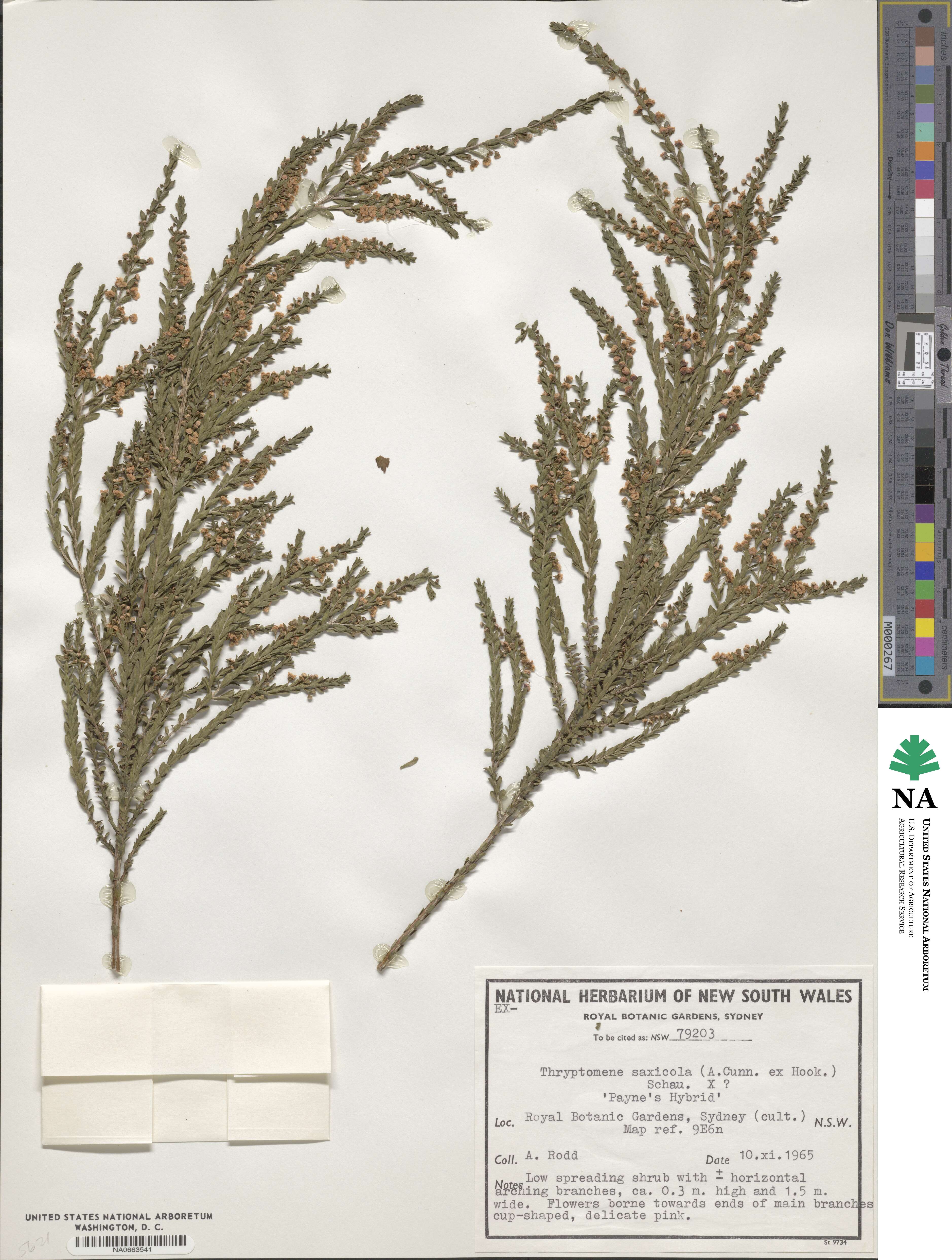 Thryptomene saxicola image