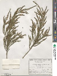 Thryptomene saxicola image