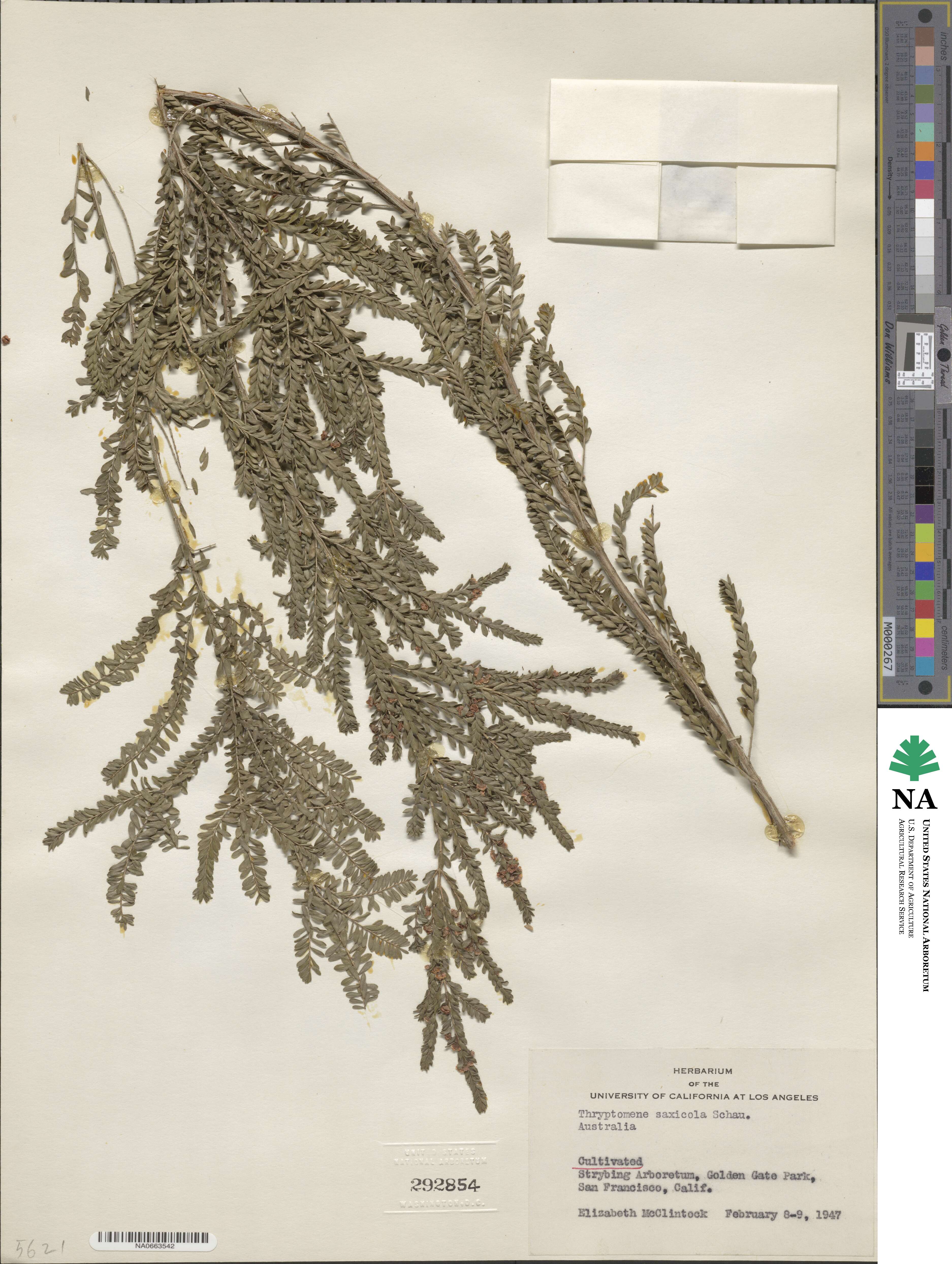 Thryptomene saxicola image