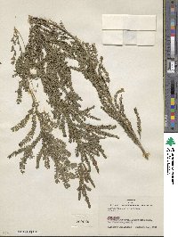 Thryptomene saxicola image