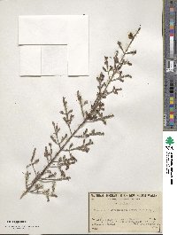 Homoranthus darwinioides image