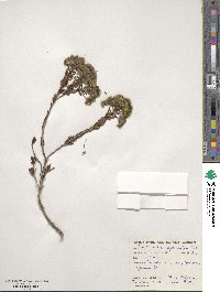 Verticordia grandiflora image