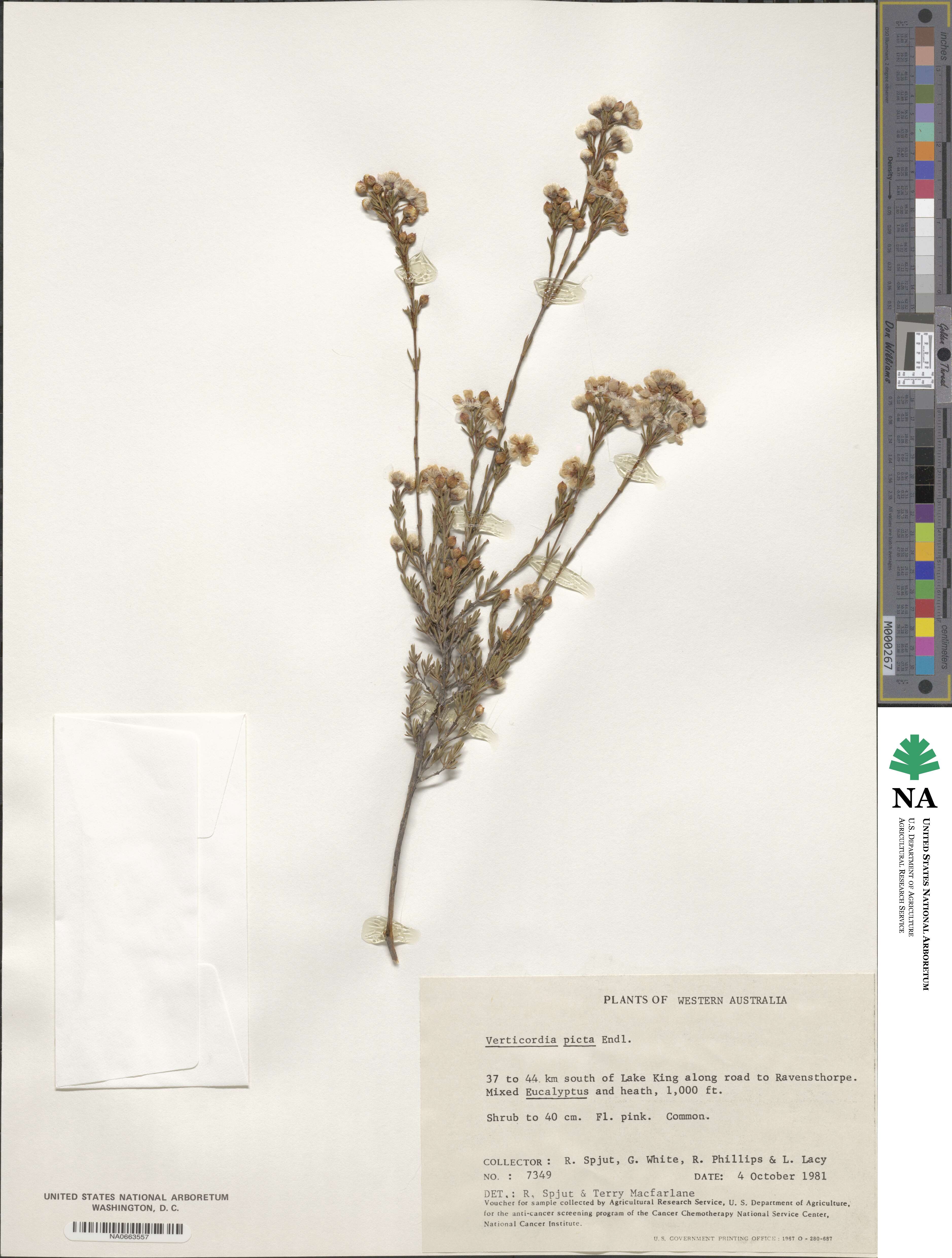 Verticordia picta image