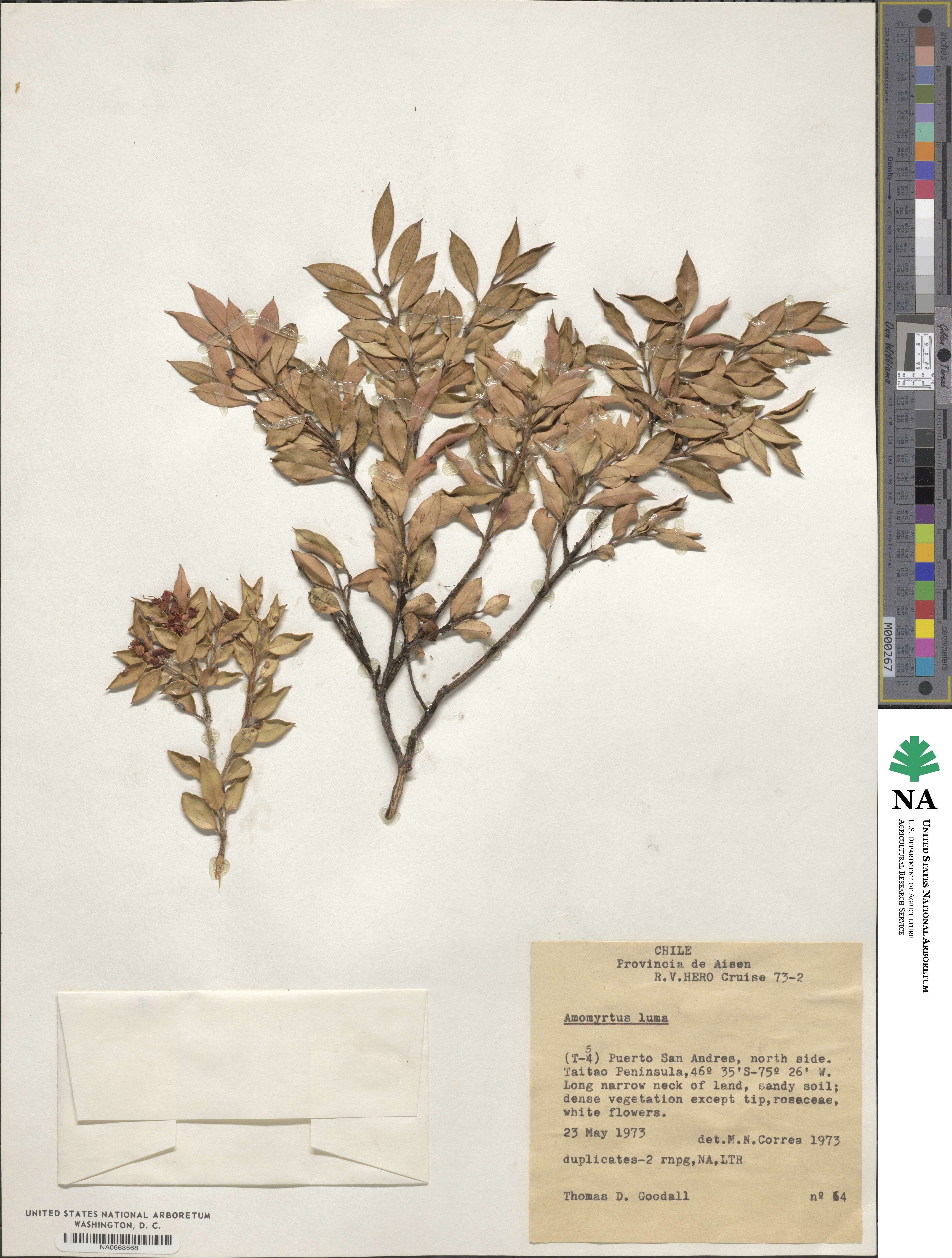 Amomyrtus luma image
