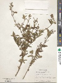 Chaetogastra longifolia image