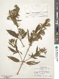 Chaetogastra longifolia image