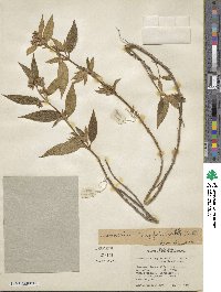 Chaetogastra longifolia image