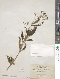 Chaetogastra longifolia image