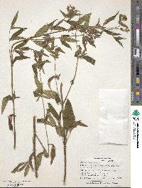 Chaetogastra longifolia image