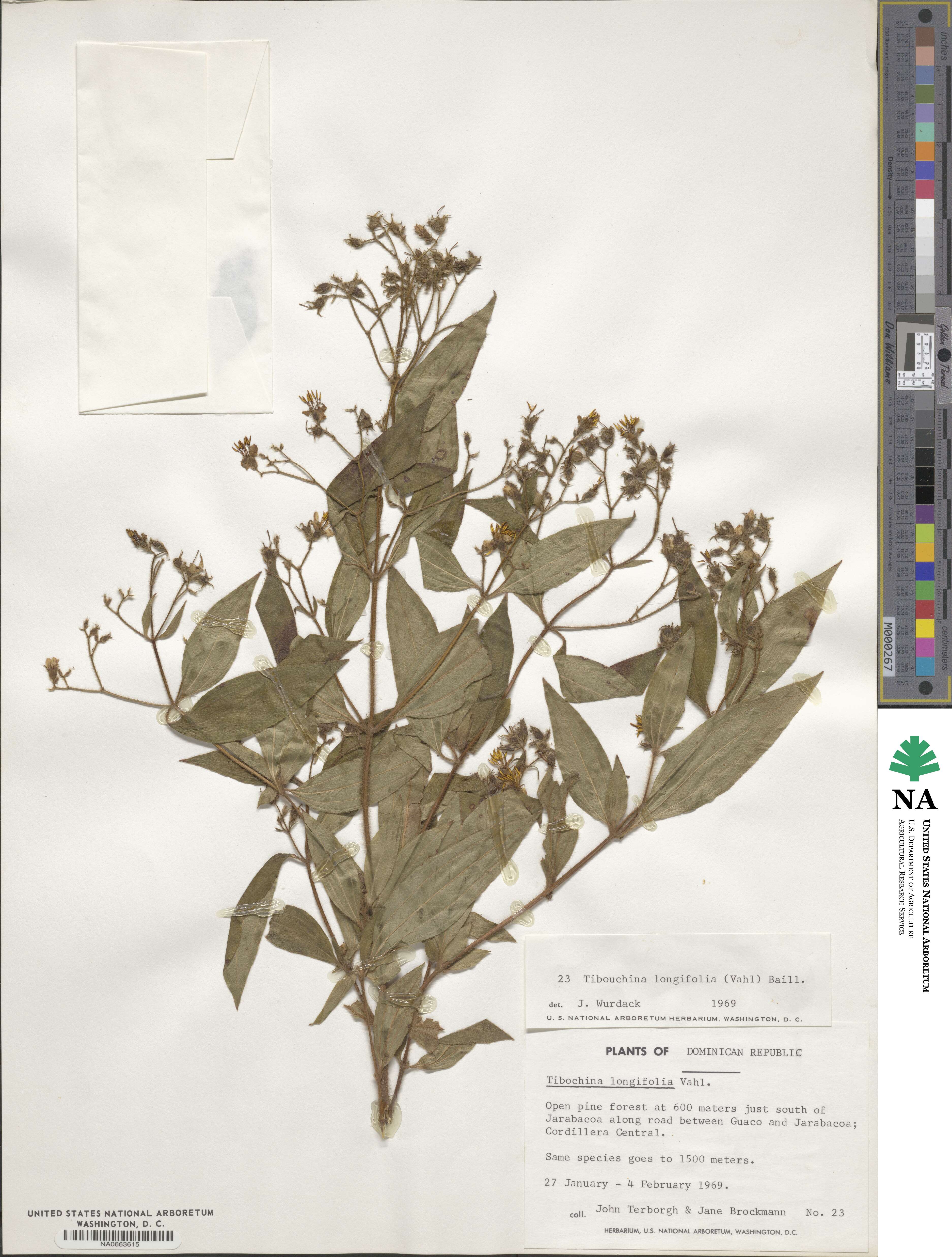 Chaetogastra longifolia image