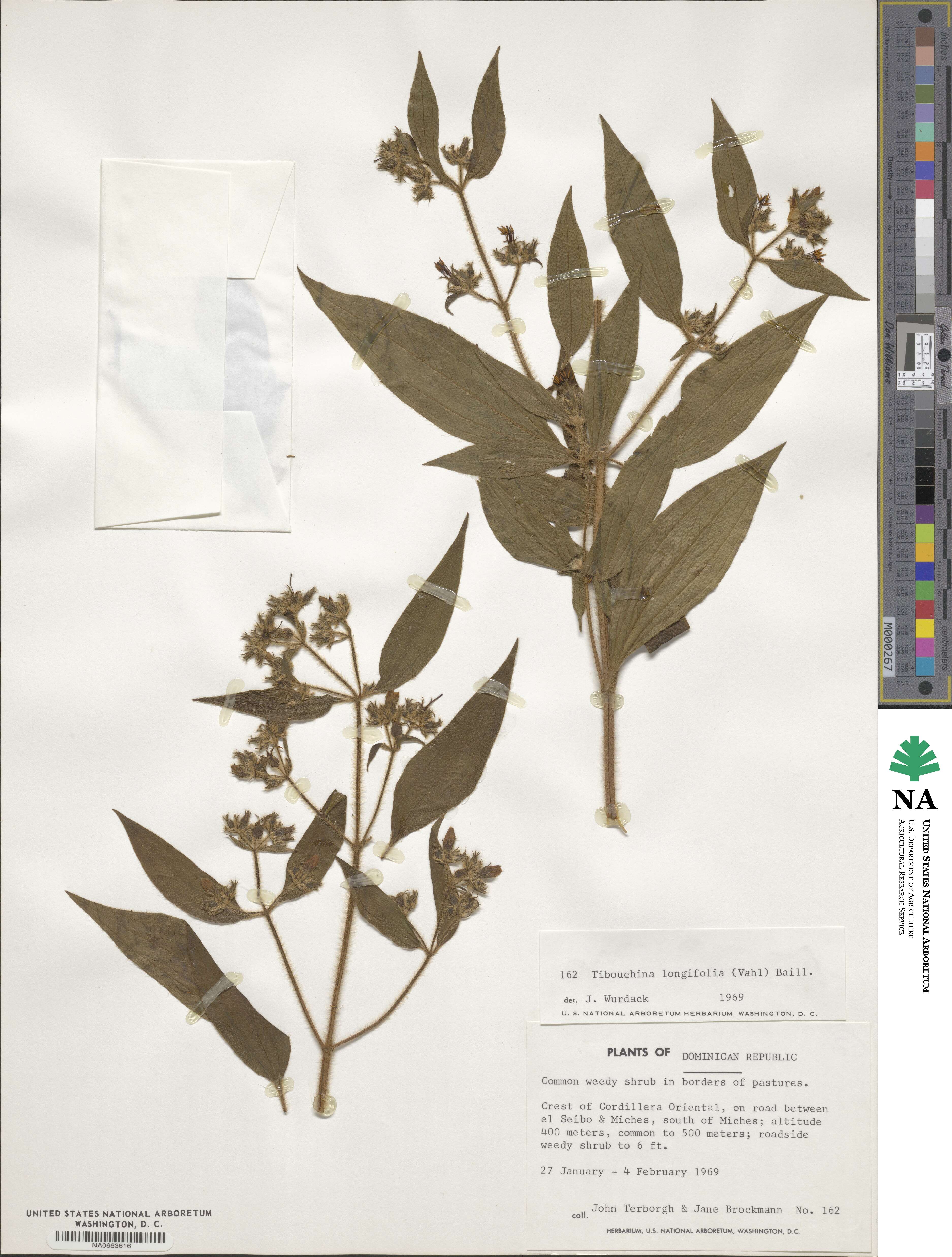 Chaetogastra longifolia image