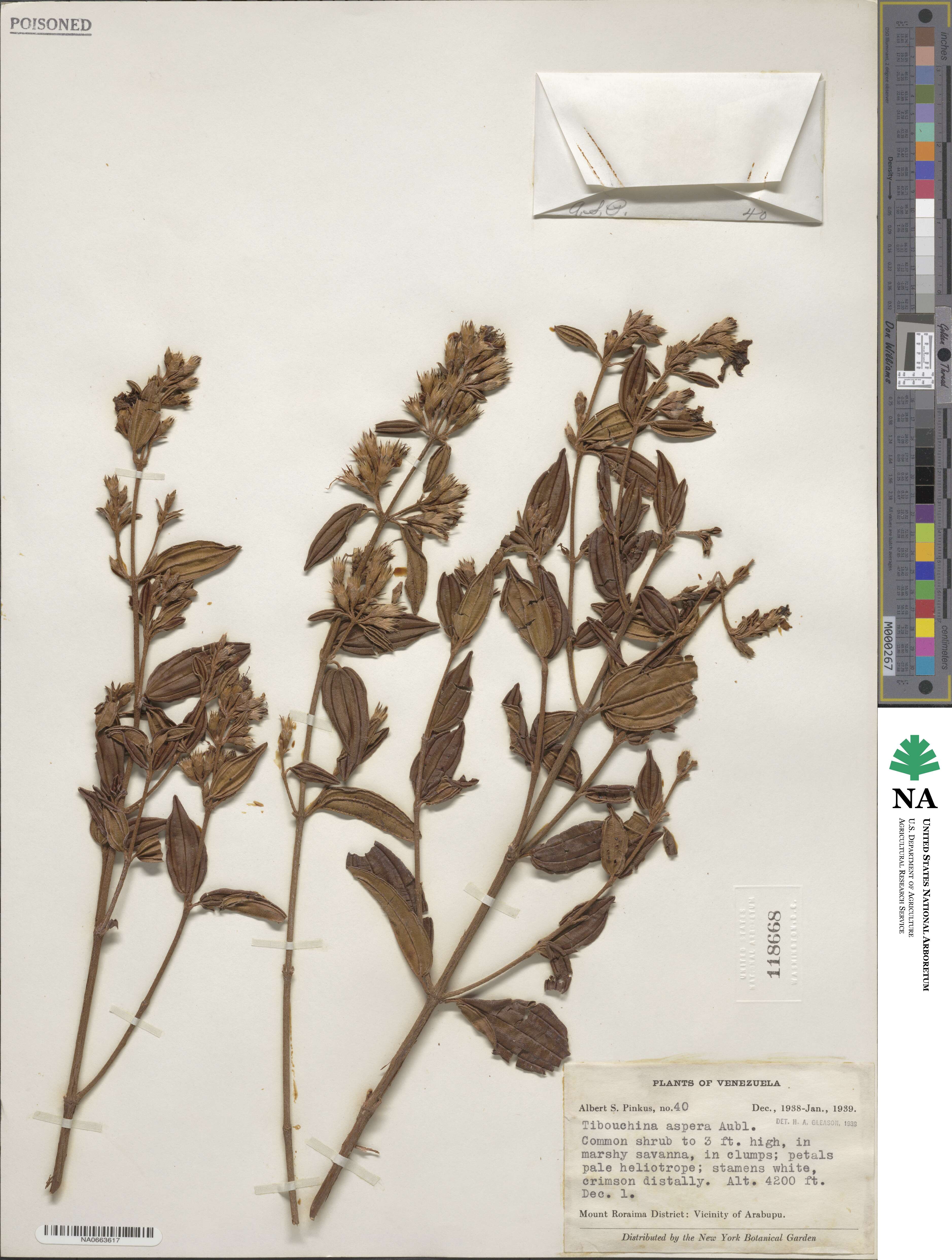 Pleroma tibouchinum image