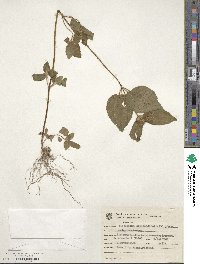 Image of Chaetogastra clinopodifolia