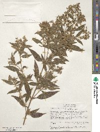 Chaetogastra longifolia image