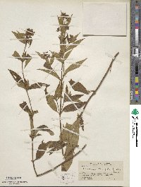 Chaetogastra longifolia image