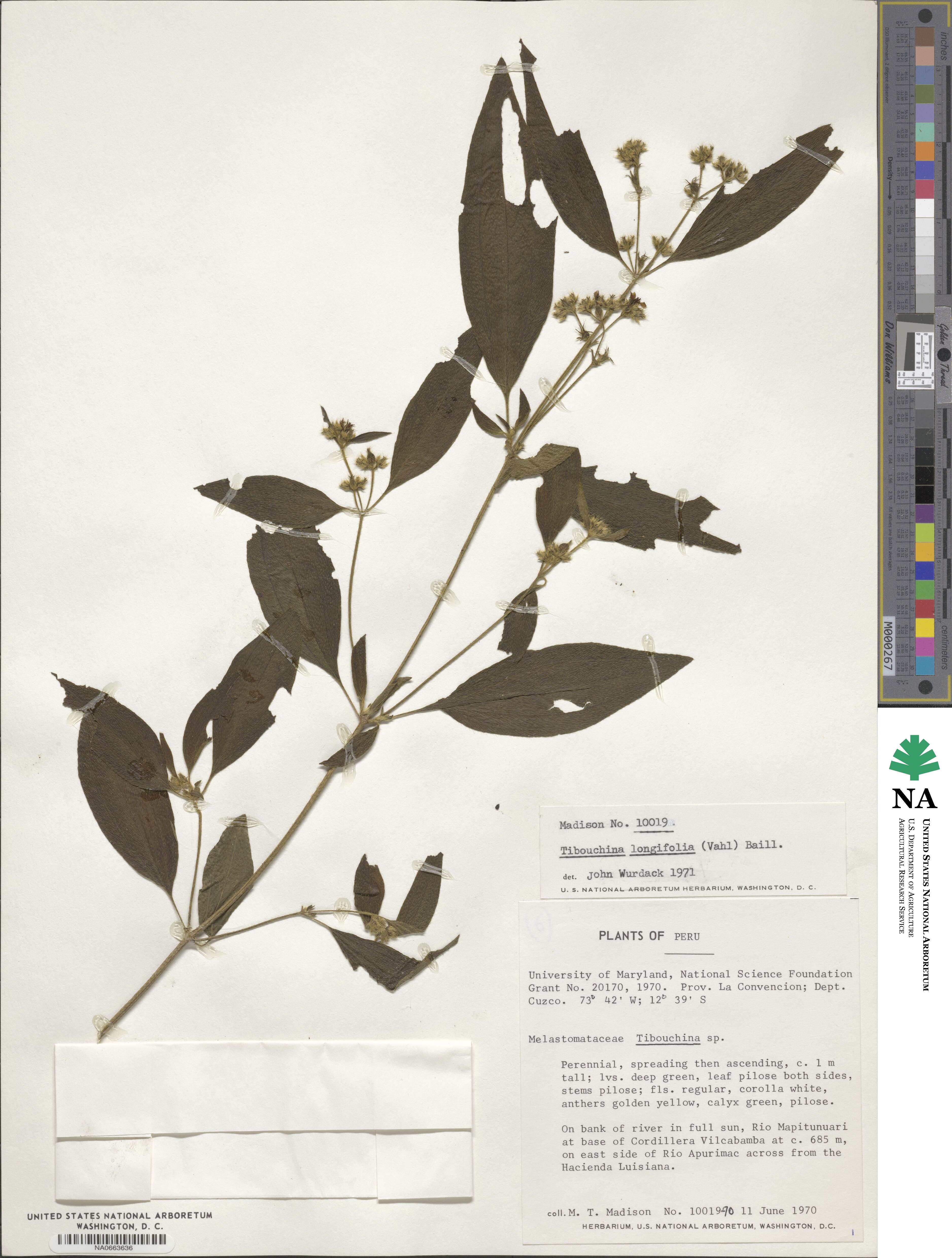 Chaetogastra longifolia image