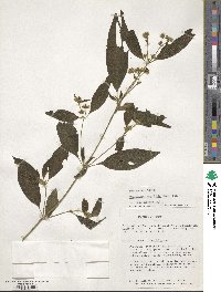 Chaetogastra longifolia image