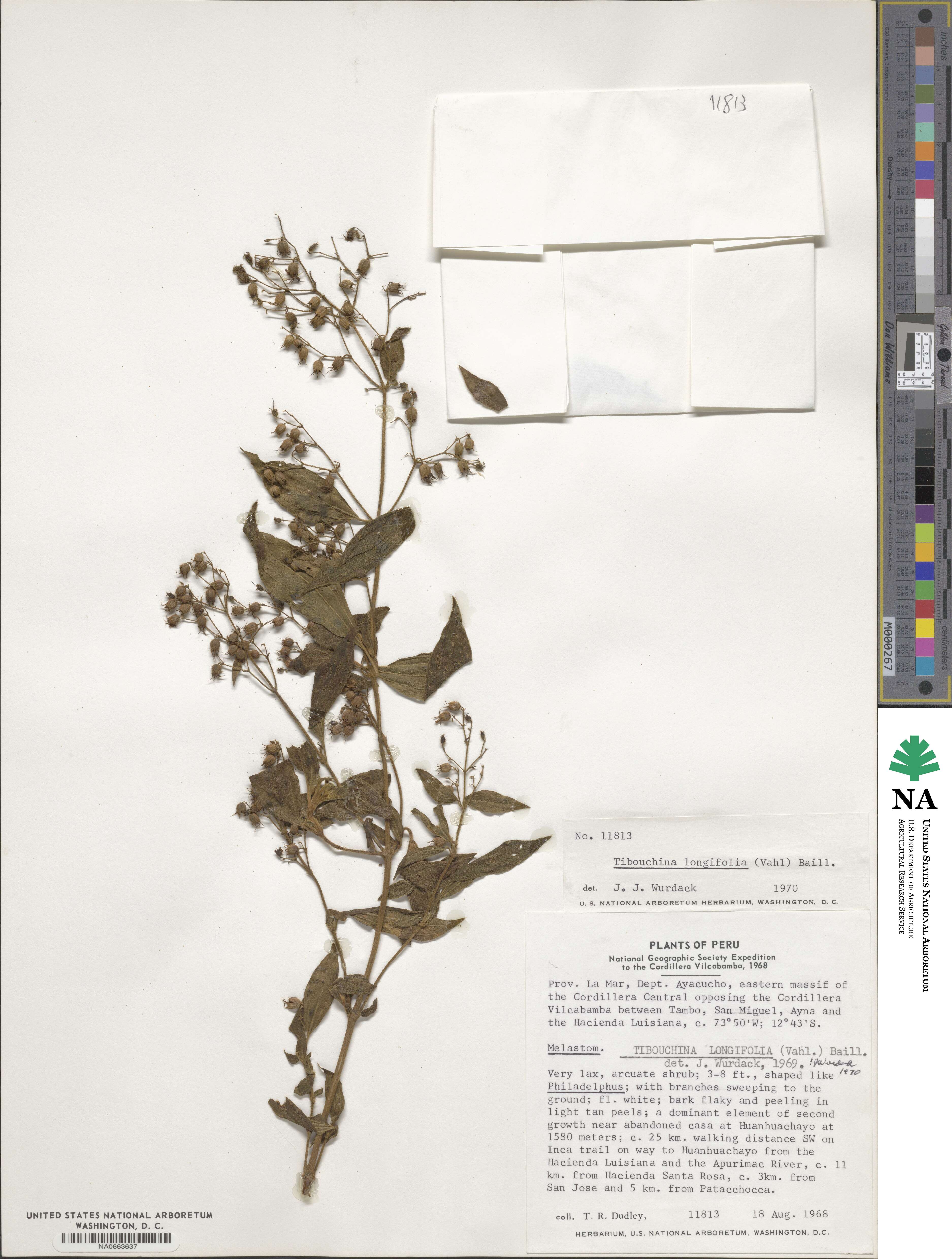 Chaetogastra longifolia image