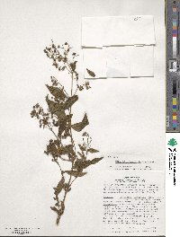 Chaetogastra longifolia image