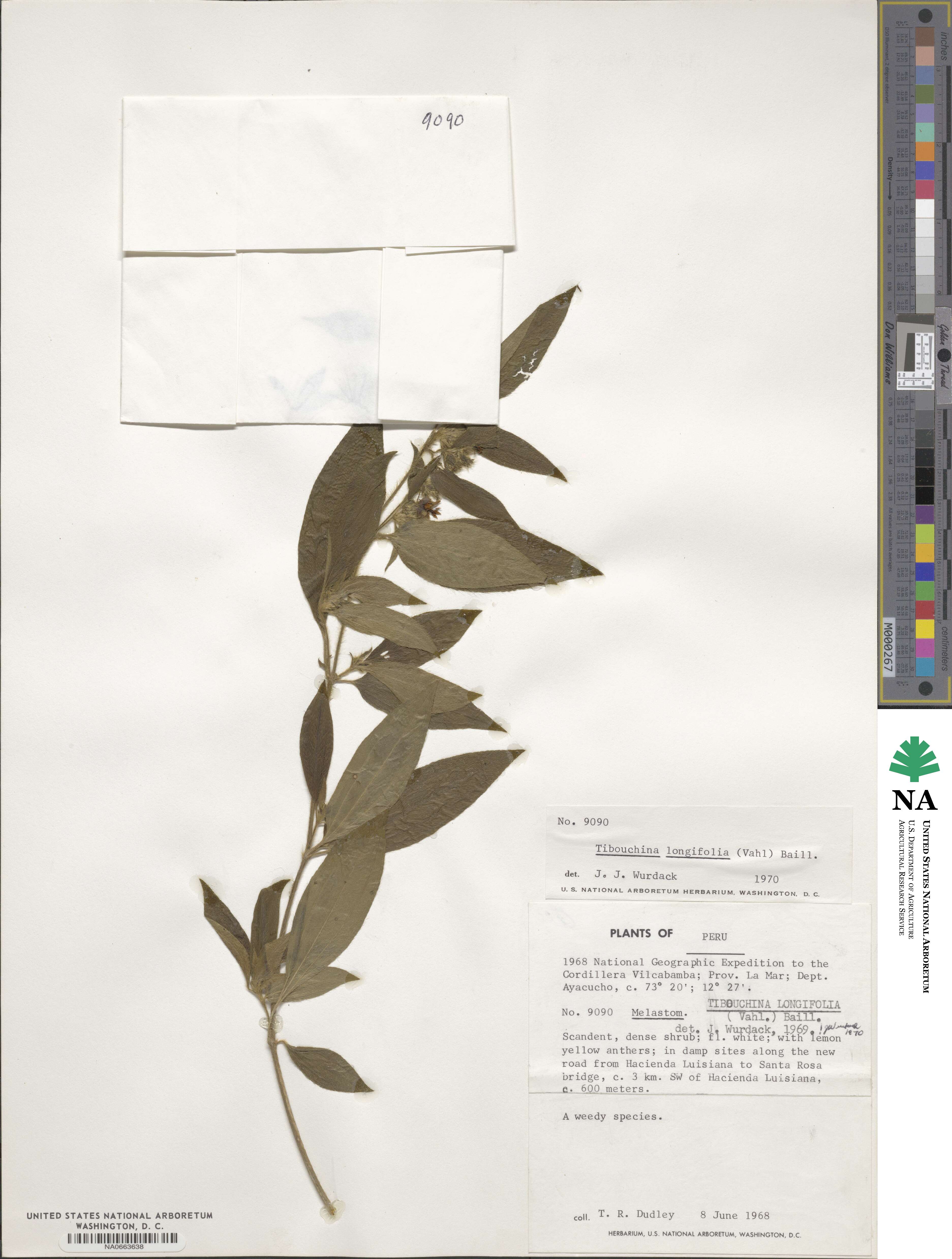 Chaetogastra longifolia image