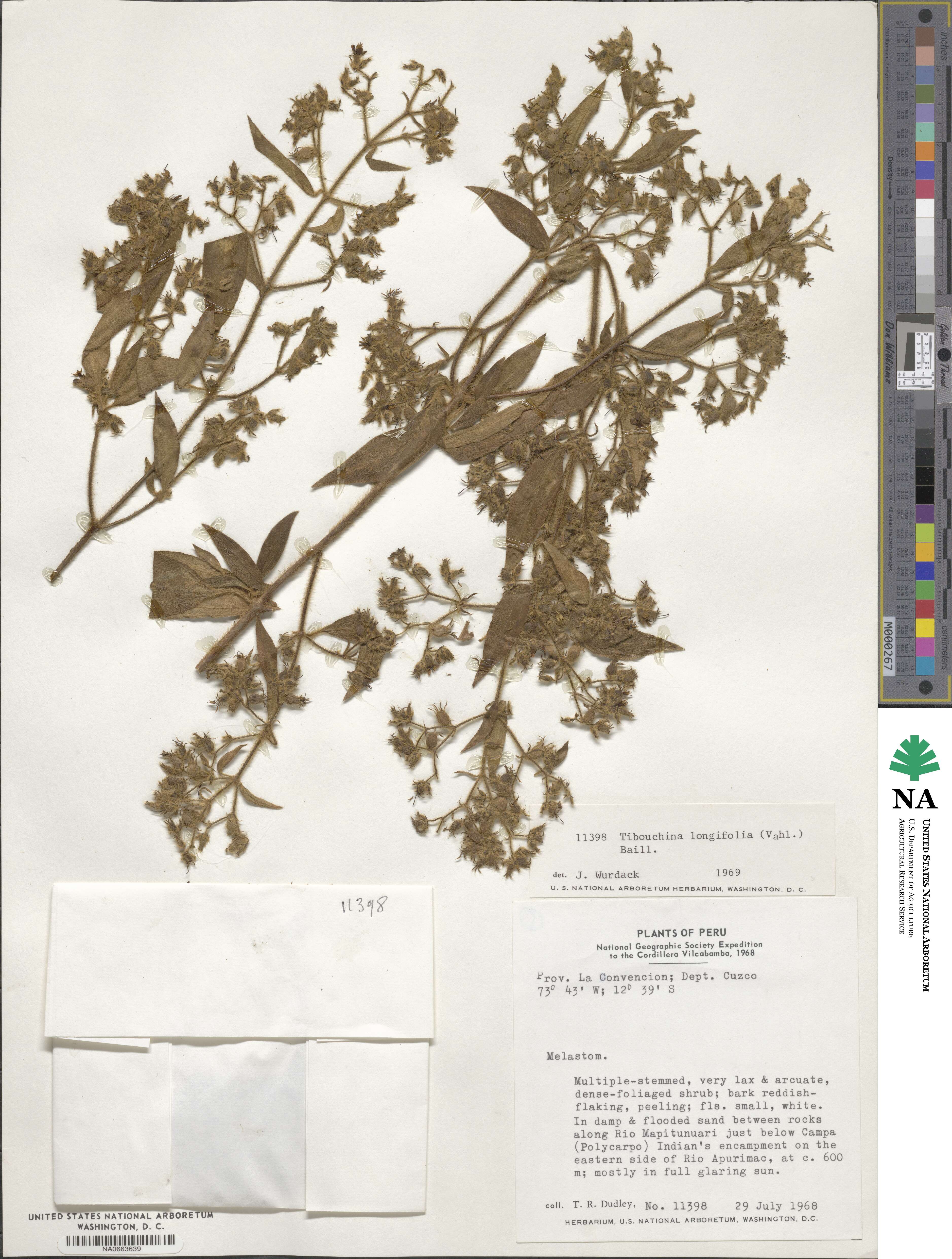 Chaetogastra longifolia image