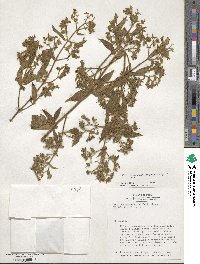 Chaetogastra longifolia image