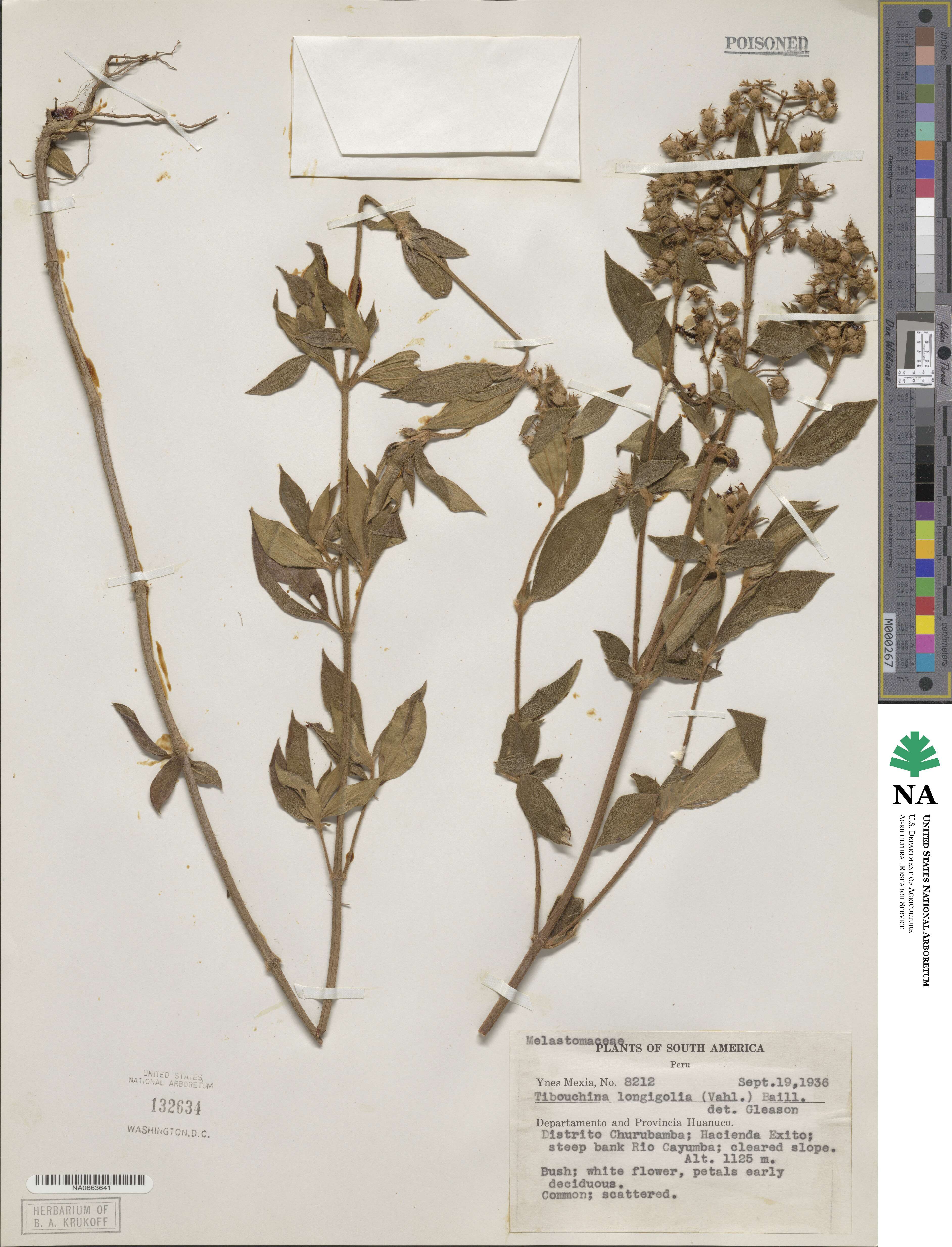 Chaetogastra longifolia image