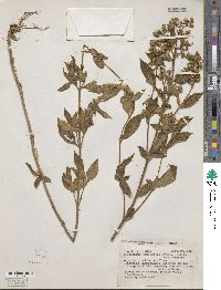 Chaetogastra longifolia image