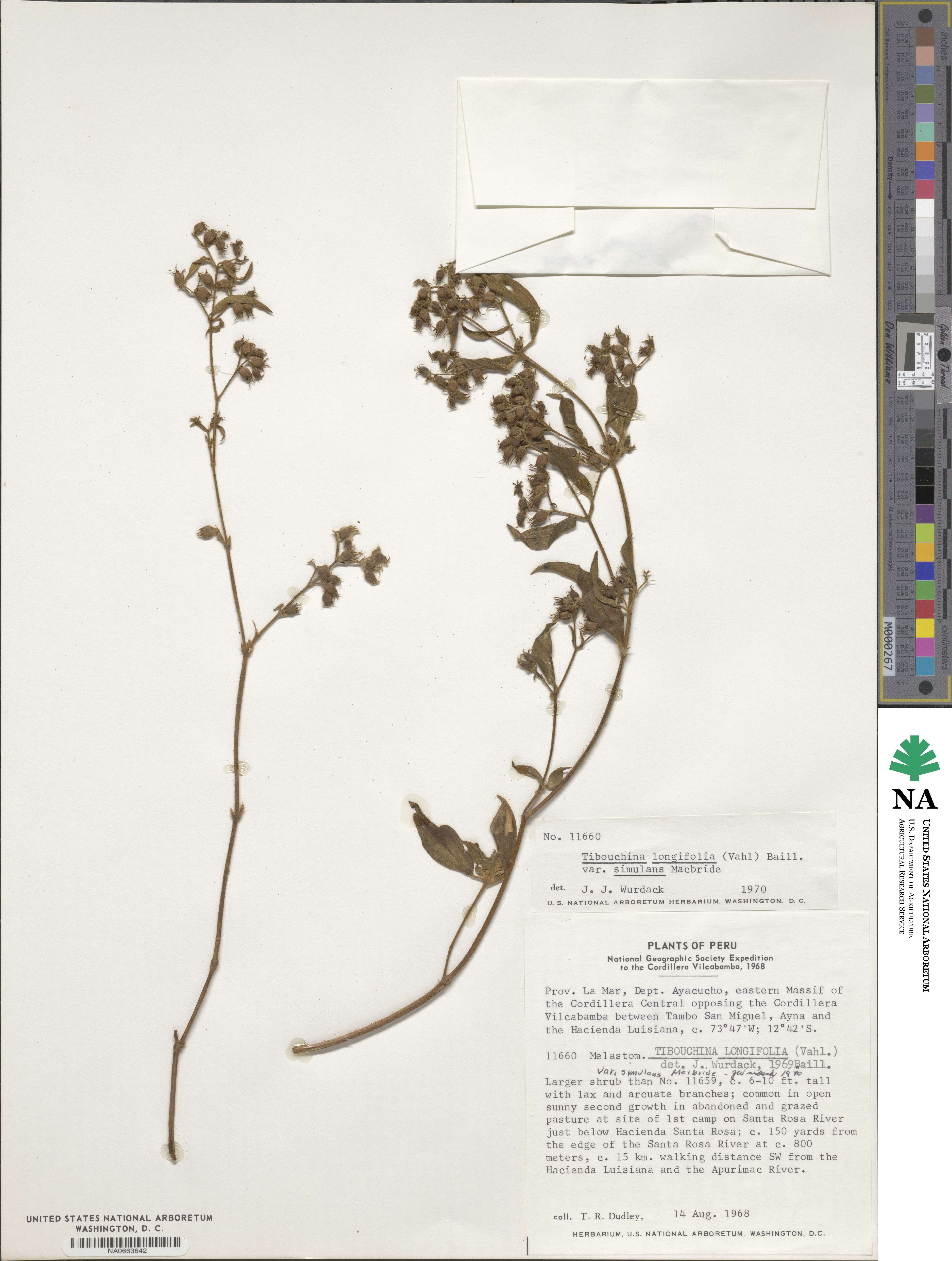 Chaetogastra longifolia image